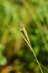 Carex lenticularis