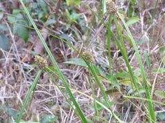 Rhynchospora cephalotes