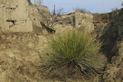 Euphorbia rossiana