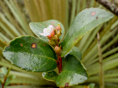 Symplocos theiformis