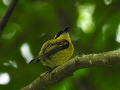 Todirostrum chrysocrotaphum