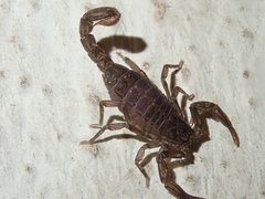 Vaejovis mexicanus