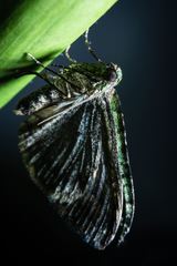 Lepidoptera