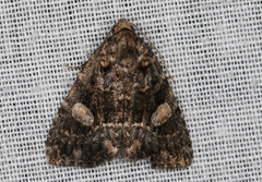Condica macrosema