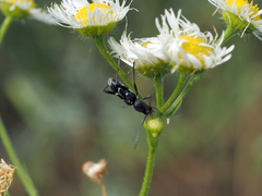 Chlorophorus sartor