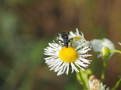 Chlorophorus sartor