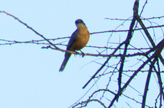 Melaenornis semipartitus