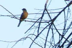 Melaenornis semipartitus