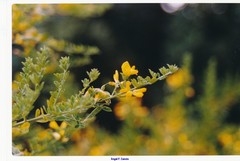 Cytisus arboreus