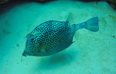 Acanthostracion polygonium