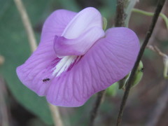 Centrosema pubescens image