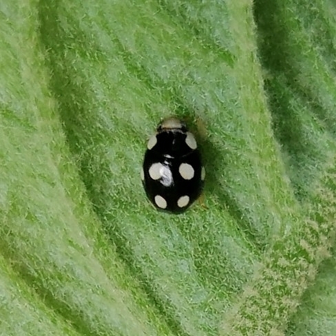 Brachiacantha octopustulata