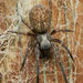 Grey House Spider - Photo (c) Tony Iwane, some rights reserved (CC BY-NC), uploaded by Tony Iwane