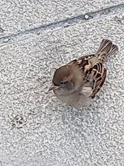 Passer domesticus