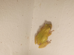 Hyperolius kivuensis