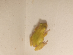 Hyperolius kivuensis