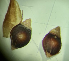 Rhynchospora fascicularis
