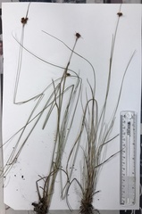 Rhynchospora fascicularis