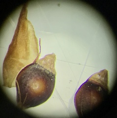 Rhynchospora fascicularis