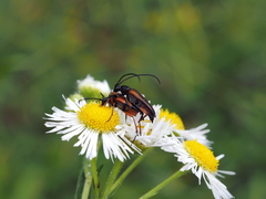 Stenurella jaegeri