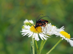 Stenurella jaegeri