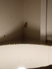 Hyperolius kivuensis