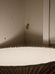 Hyperolius kivuensis