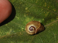 Sheldonia