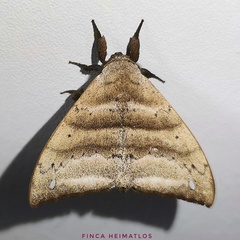 Falcatelodes anava