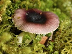Russula roseopileata