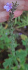 Verbena plicata
