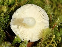 Russula roseopileata