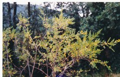 Cytisus arboreus