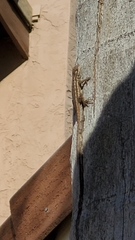 Sceloporus occidentalis
