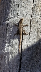 Sceloporus occidentalis