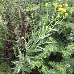Senecio prionopterus