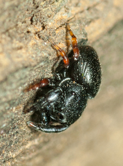 Salticidae