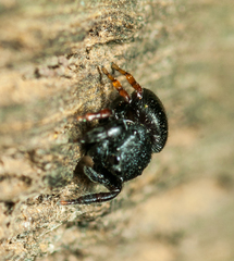 Salticidae