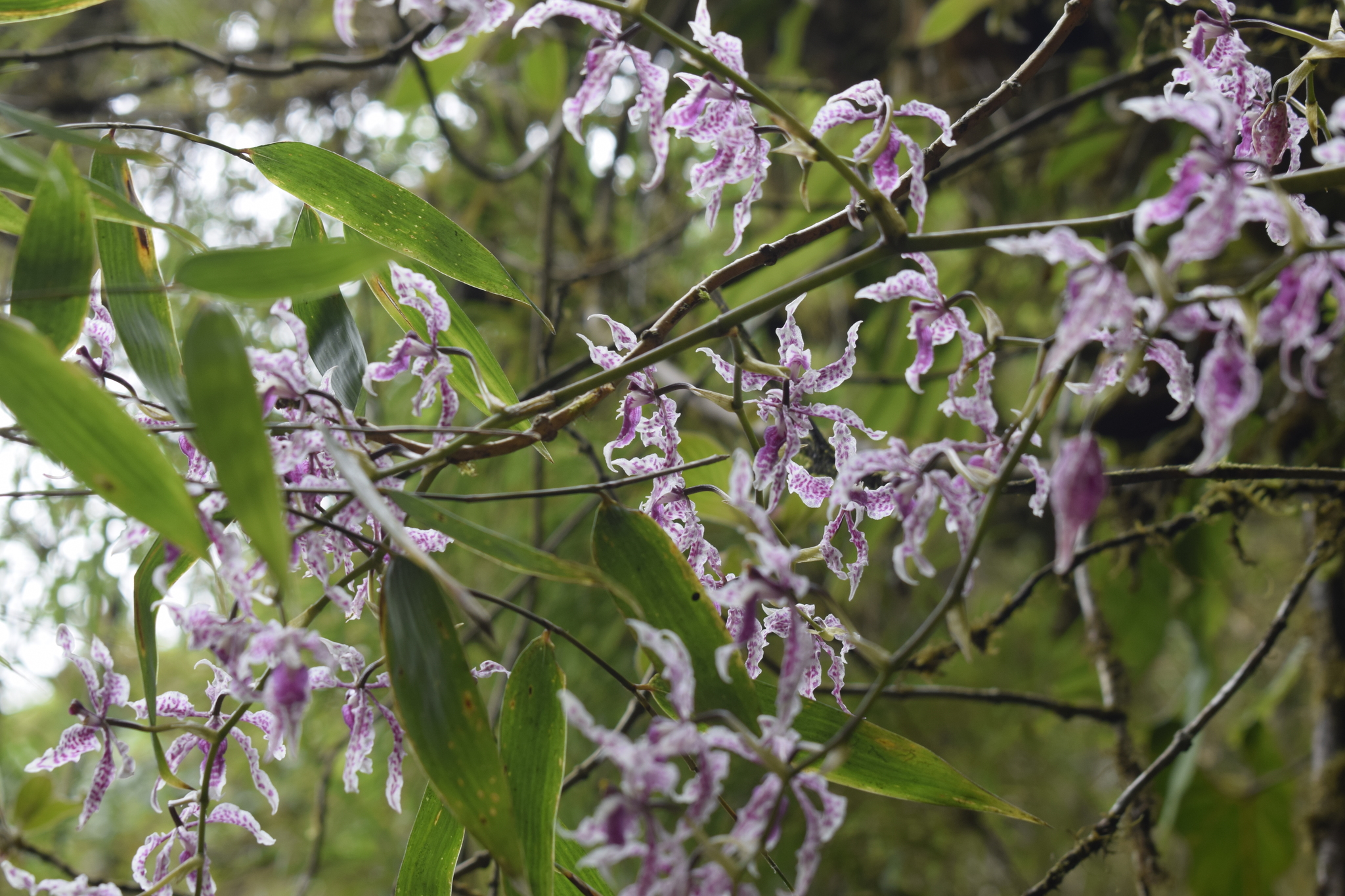 Cyrtochilum alboroseum image
