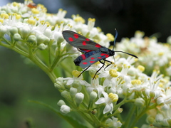 Zygaena dorycnii