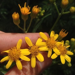 Senecio prionopterus