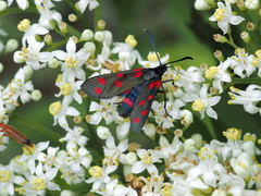 Zygaena dorycnii