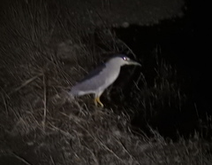 Nycticorax nycticorax image