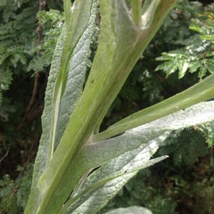 Senecio prionopterus