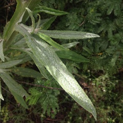 Senecio prionopterus