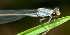 Pseudagrion citricola