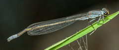 Pseudagrion citricola