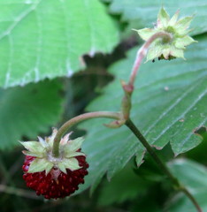 Fragaria vesca vesca