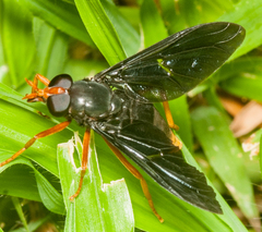 Jashinea pertusa