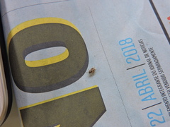 Hyalochilus ovatulus